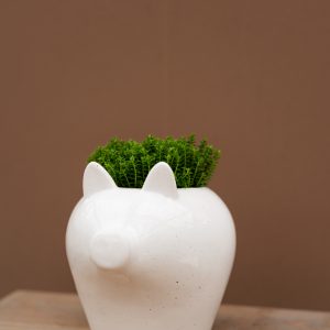 Topf I kleines Schwein